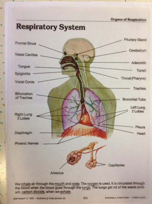 Respiratory System | kings5messages